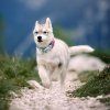 woolly wolf mauve obojok 5