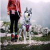 woolly wolf postroj mauve 5