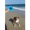 blues vynil frisbee per cane 96eb509f a72f 4ac8 8f22 d2e9b5ca2e72.jpg